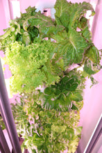 Load image into Gallery viewer, Hydro-15