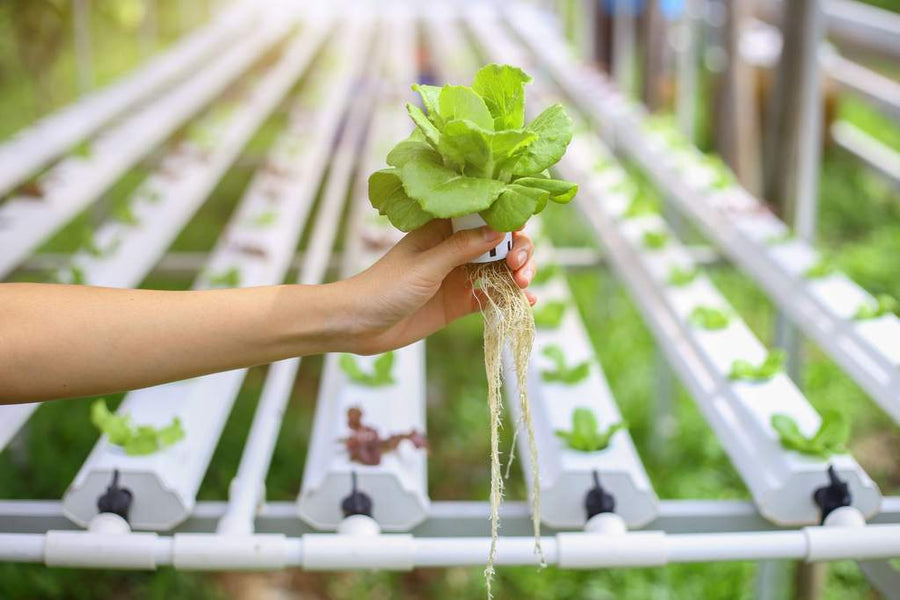 The Value Of Hydroponic Solutions!